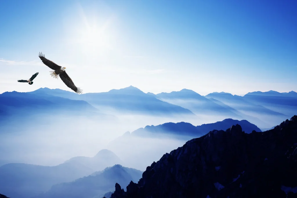Shoba Header # 1